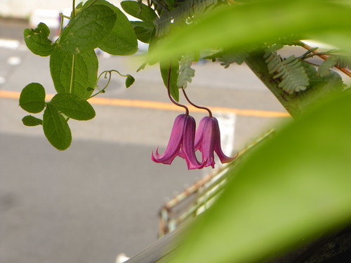 またクレマチス 踊り場 たのしい園芸