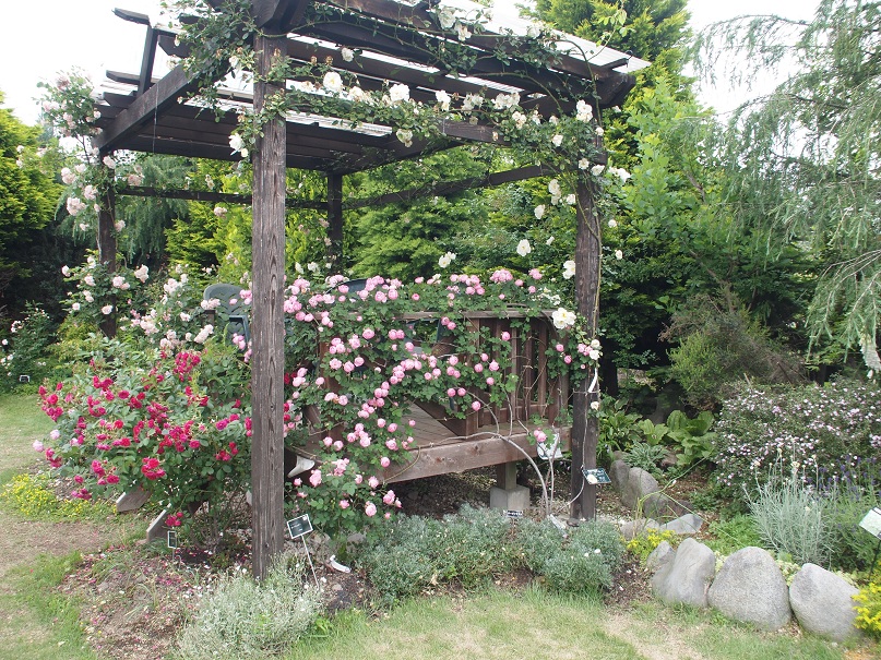 実野里フェイバリットガーデン 菖蒲町 てしやから君の撮影日記