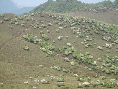 梅雨の晴れ間は子羊の群れを探しに竜ヶ岳 つれづれ山日記 Biwaco Mt Memory