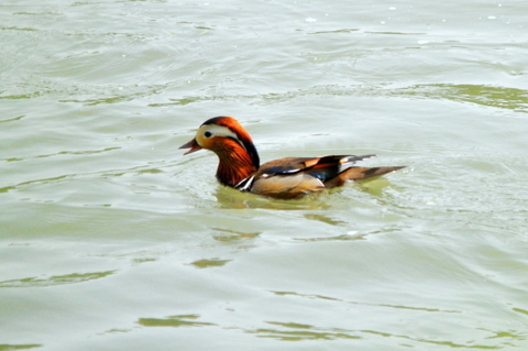 b0165760_2036112.jpg