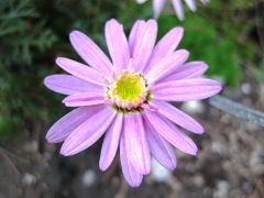 c0190960_6383085.jpg