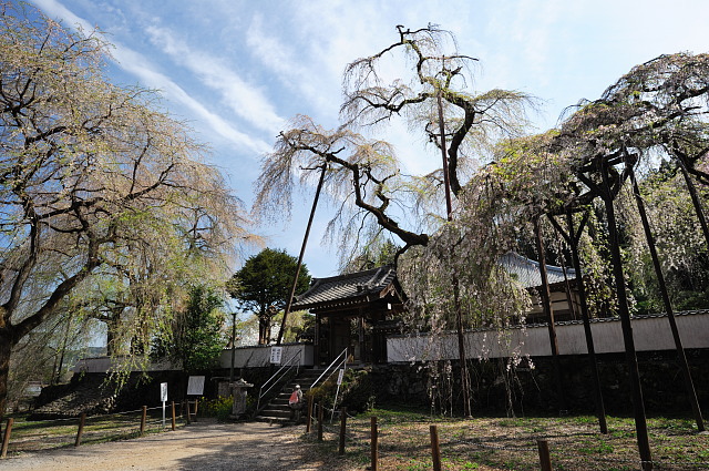 清雲寺 ~枝垂桜~_f0222161_2323746.jpg