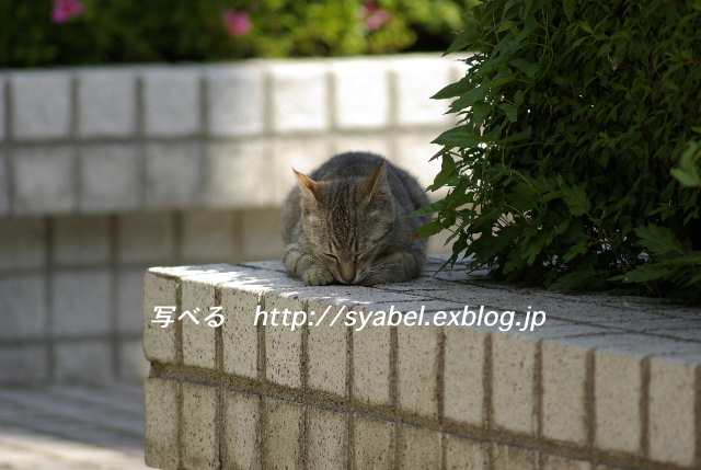 ちびちゃんのブログついに撮った！？ #photo #neko _c0153764_193225100.jpg