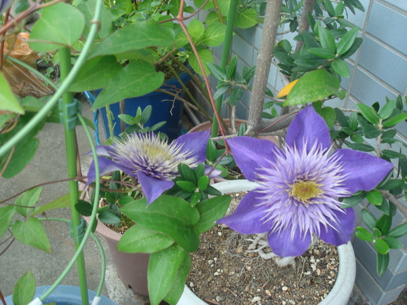 ベランダ菜園その後: flowers and harvests in balcony_a0186568_23321163.jpg