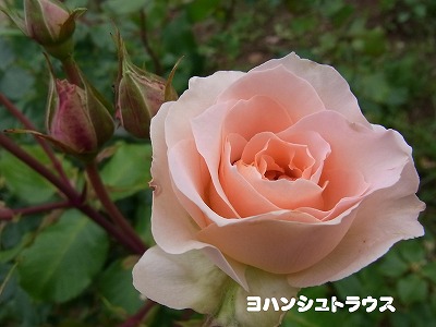 a0193175_222532100.jpg