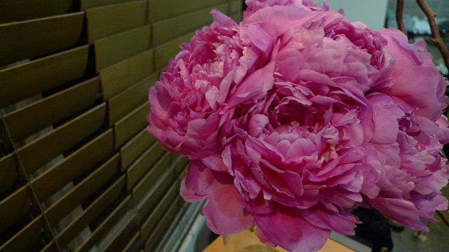 a0182281_1562639.jpg
