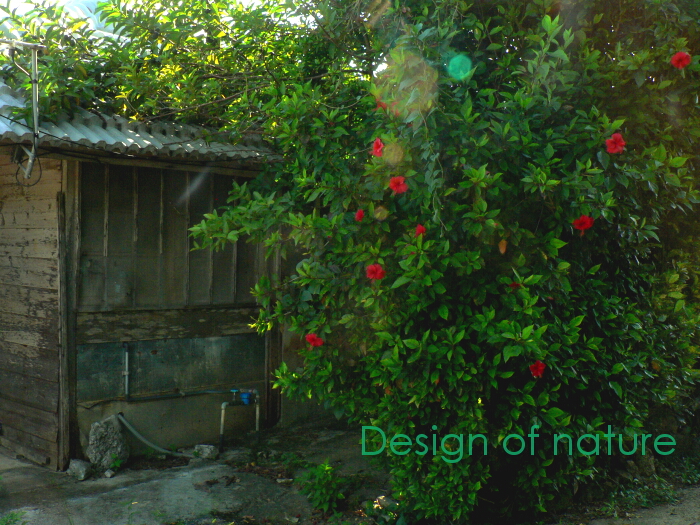 a0204681_13214779.jpg
