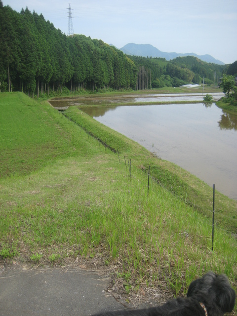 素焼きの窯積みと蛍。_d0195183_472960.jpg