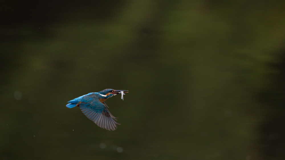 カワセミの日_a0141787_2154845.jpg