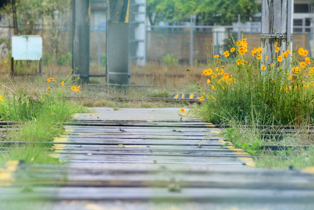 雨に濡れたオオキンケイギク（大金鶏菊）～フェンス越しの風景_e0195587_202273.jpg