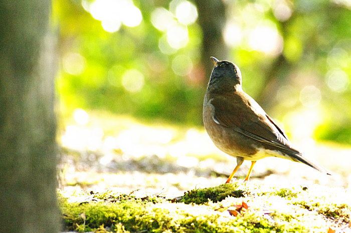 鳥見初めは撮影初め_a0211291_1222887.jpg