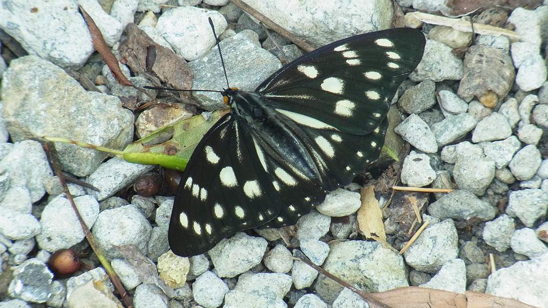 a0152692_17524877.jpg