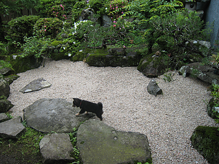 池の埋め立て はやく芽を出せ柿の種