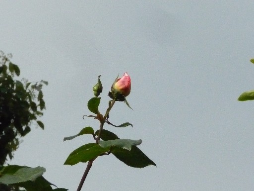 c0108693_22231125.jpg
