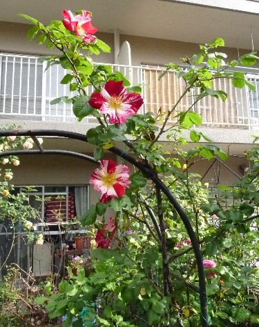 c0108693_22252988.jpg