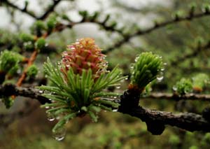 霧雨の山開き_e0120896_8432469.jpg