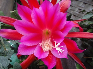 e0143298_20403961.jpg