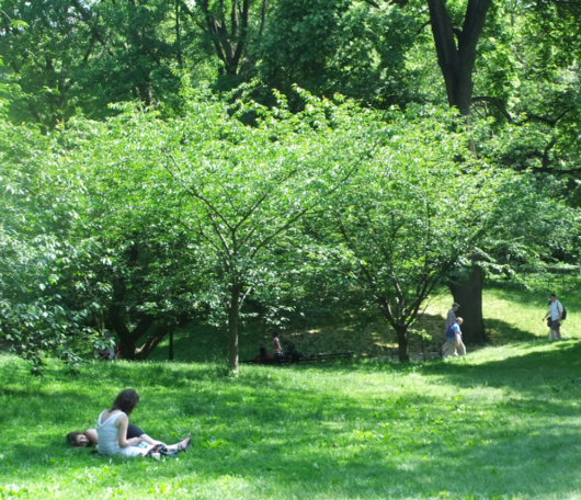 初夏のセントラルパークの緑のグラデュエーション_b0007805_0311890.jpg