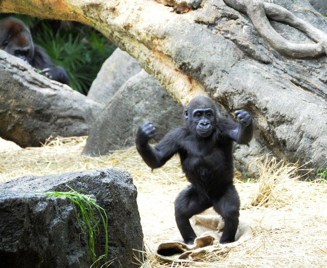 上野動物園・ゴリラ・6 : 行きたいところに行きたい