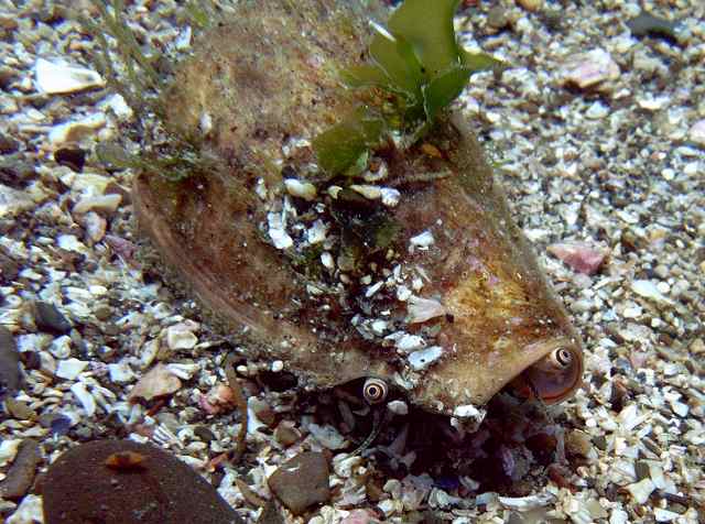 マガキガイ 権太郎岩 浅場 Strombus Luhuanus Linnaeus 1758 葉山の美味しいダイビング生活 マガキガイ 権太郎岩 浅場 Strombus Luhuanus Linnaeus 1758 葉山の美味しいダイビング生活