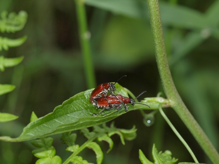 アカクビナガハムシ_c0116915_0135425.jpg