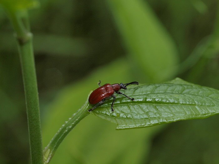 アカクビナガハムシ_c0116915_0142224.jpg