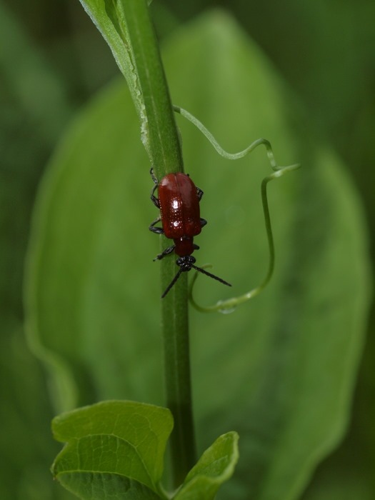アカクビナガハムシ_c0116915_015407.jpg