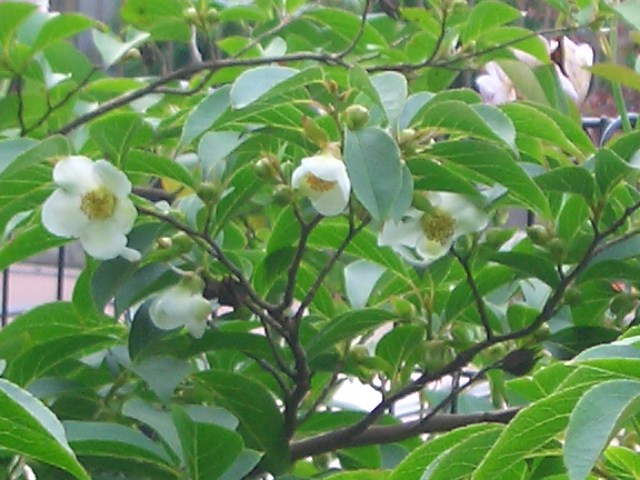 初夏の花が咲き始めました。_d0169618_16425472.jpg