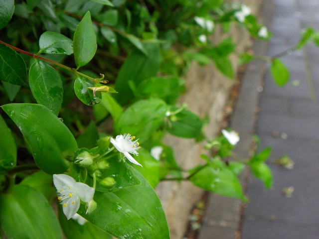 松虫草・ガザニア・フロックス・ゲラニュウム・グレビレア・犬薄荷・葉薊・常磐露草_a0037019_619841.jpg