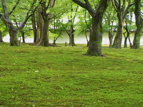 東福寺_c0077531_2335960.jpg