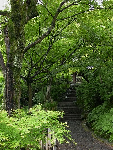 東福寺_c0077531_2337537.jpg