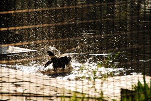 合浦公園のすずめ_d0108344_23221497.jpg