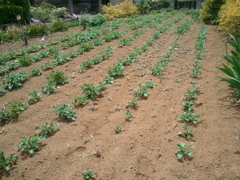 【横山】　☆横山農園☆_f0196549_1954224.jpg