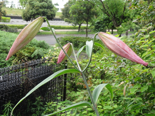 c0108460_22482646.jpg