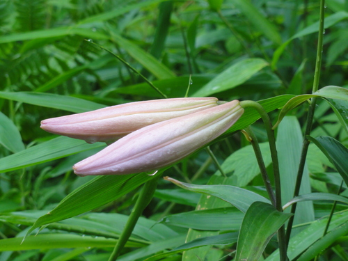c0108460_224937100.jpg