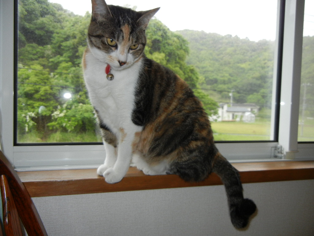 2011年6月2日(木)雨の日はらっきょう漬け!_f0060461_1719427.jpg