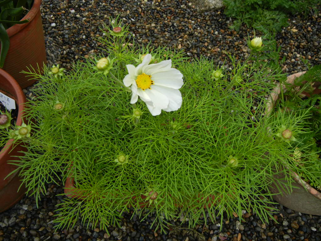 2011年6月2日(木)雨の日はらっきょう漬け!_f0060461_17583162.jpg