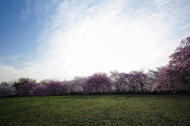 羊山公園 ~桜~_f0222161_19282100.jpg