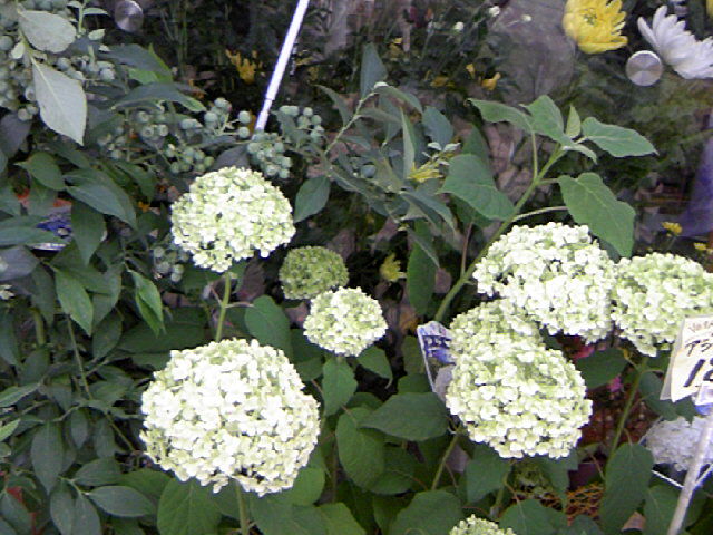 a0152665_14554515.jpg