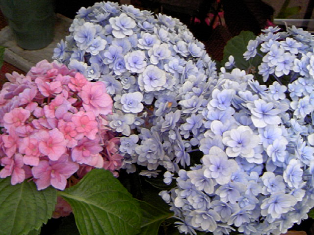 a0152665_1456577.jpg
