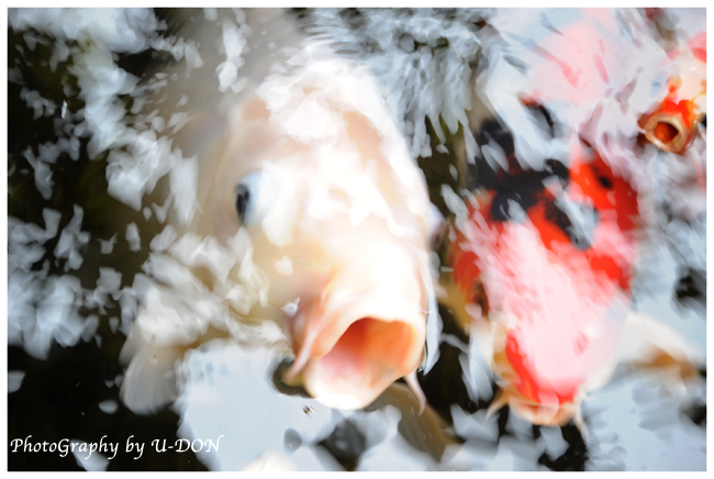 Carp._a0128969_0491419.jpg