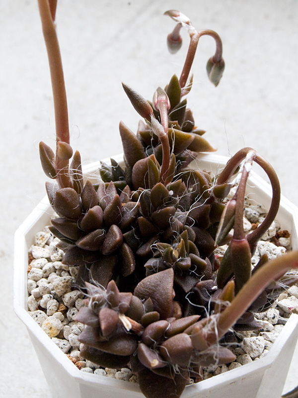 多肉植物などなど、仕入れに行ってきましたよ ^^_f0191870_2052343.jpg