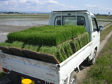 田植え!_f0210571_1634063.jpg