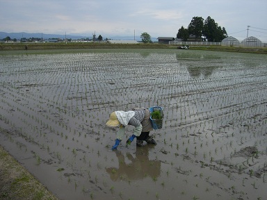 田植え!_f0210571_168426.jpg