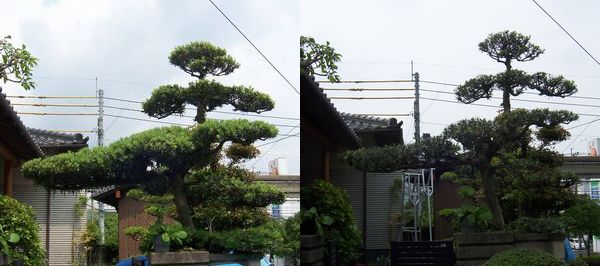 ﾏｷの透かし剪定 北九州の植木屋ブログ