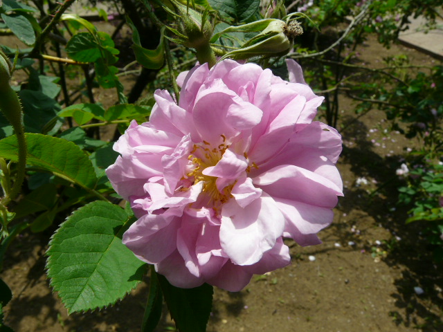 神代植物公園の春バラ・その２_e0145782_18242172.jpg