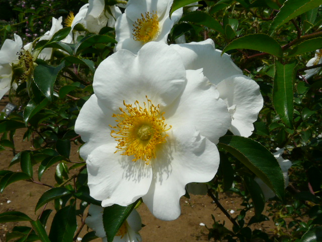 神代植物公園の春バラ・その２_e0145782_18253251.jpg