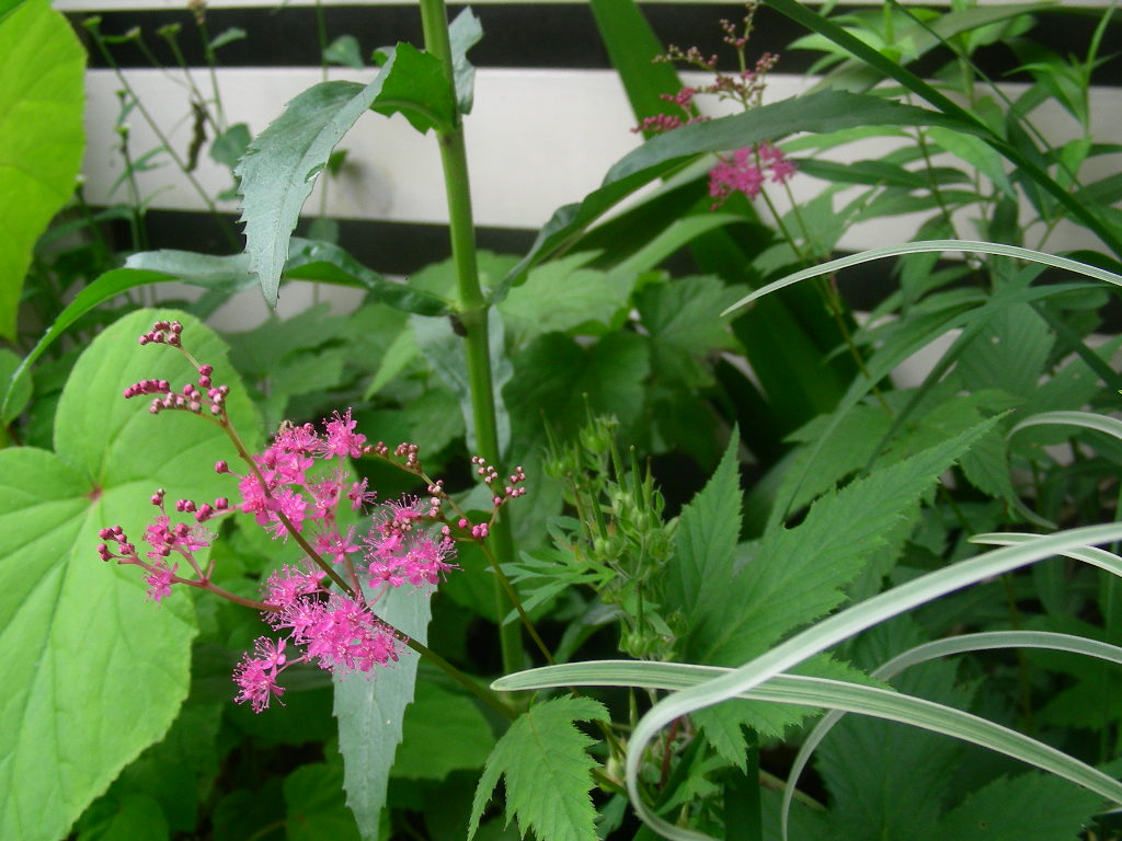 初夏の花 紫陽花がいろいろと・・・_b0096584_1042932.jpg