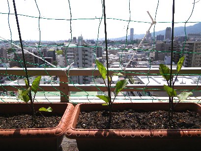 サントリー本気野菜シリーズ 茄子 Monstera Cafe 働くママのお仕事と暮らし サントリー本気野菜シリーズ 茄子 Monstera Cafe 働くママのお仕事と暮らし