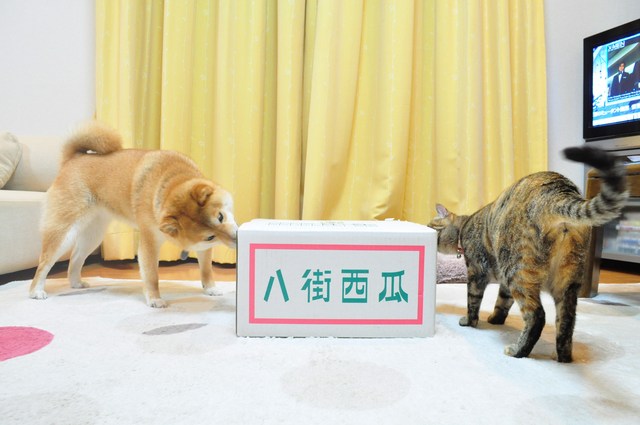 まだ50は過ぎてませんが・・・_a0126590_22171574.jpg
